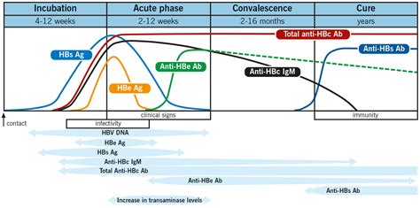 Hepatitis b antibodies .